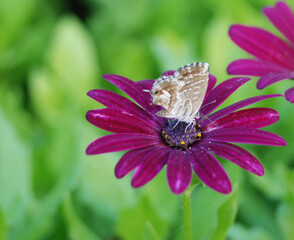 Mariposa sobre flor hermosa rosa