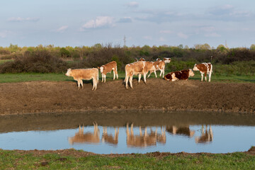 Cows at shore of watering hole, cattle in free range in plain field