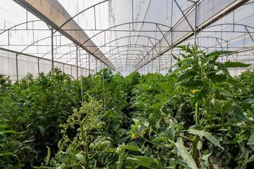 tomato plants in organic greenhouse4