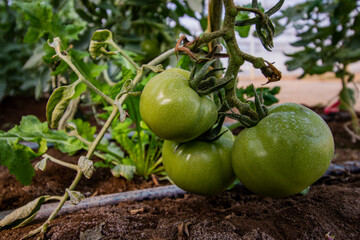 production of organic tomatoes in the greenhouse