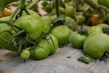 different tomatoes ripening