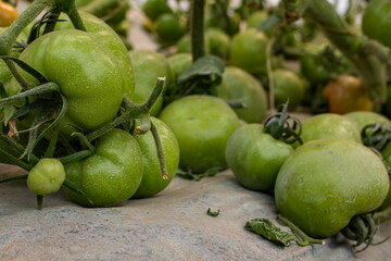 Organic tomatoes in greenhouse ripening