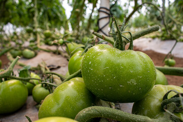 big organic tomato ready to harvest