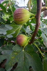 Organic fig ripening