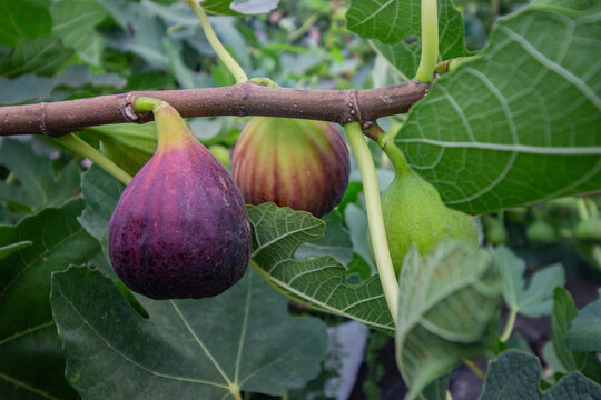 fig fruit