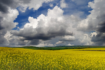 Obraz premium Fields with blooming rapeseed under cloudy sky