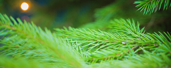 green branches of a christmas tree, close up