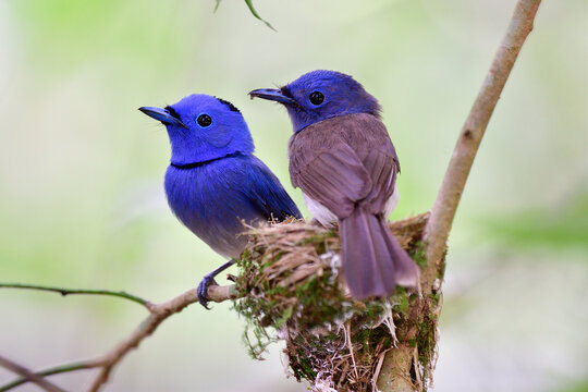 beautiful wildlife when parent birds gethering perching on nest protecting their chicks just after born, black-naped monarch blue flycatcher