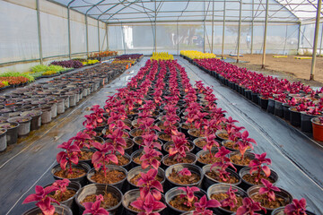 Production of potted flowers inside a greenhouse