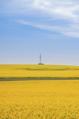 endless yellow fields of blooming rapeseed