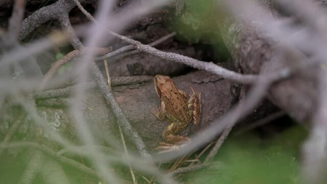 4k wildlife video with an agile frog (Rana dalmatina), an European frog filmed between the branches of some trees in the mountain