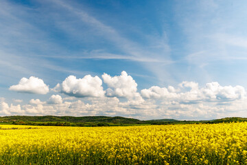 Obraz premium Fields with blooming rapeseed under cloudy sky