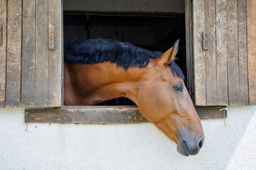 Horse with shiny dark mane sticks its head out of window in stall in stable