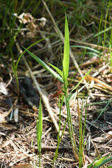 Closeup of small common reed plant with selective focus on foreground