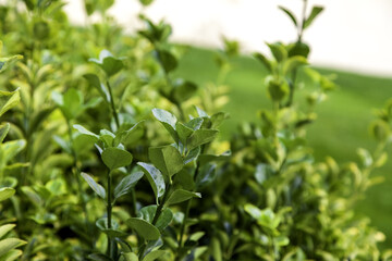 Green leaves of bush