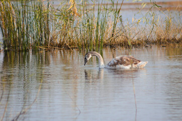 Closeup of swan searching on water with reed reflections