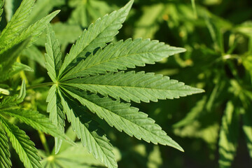 Natural background with marijuana leaves
