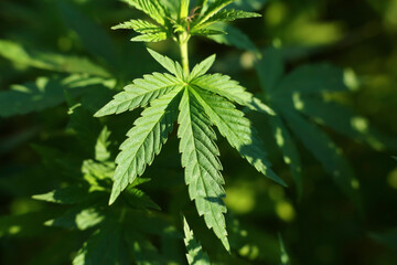 Natural background with marijuana leaves