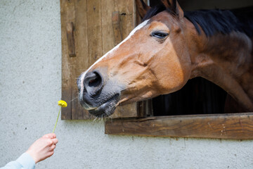 Child feeds dandelion to horse who stuck head out of window in stall in stable