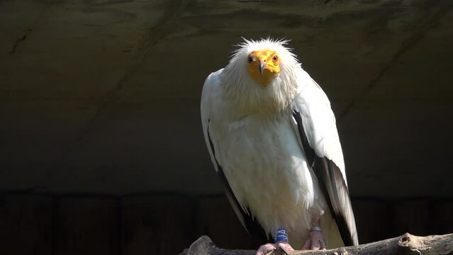  portrait egyption vulture slow motion