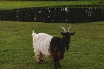 Fototapeta premium A beautiful goat with horns by the lake