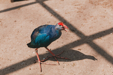 A beautiful wild bird in an eco park behind a metal fence 