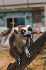 Lemurs and their babies resting and walking outside in the park