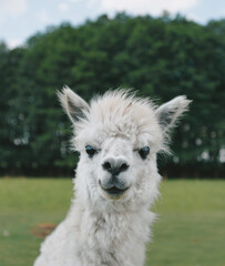 Cute and funny alpacas and llamas walking in nature 