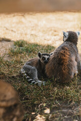 Naklejka na ściany i meble Lemurs and their babies resting and walking outside in the park