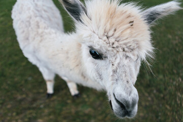Fototapeta premium Cute and funny alpacas and llamas walking in nature 