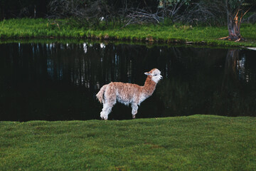 Cute and funny alpacas and llamas walking in nature 