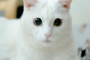 A cute white cat, looking at the viewer with a peaceful expression. Closeup shot.
