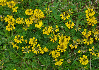 Obraz premium Gewöhnlicher Hornklee; Lotus corniculatus; bloomfell; common bird's-foot trefoil