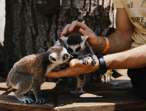 Help and rescue animals. Person feeds a lemur 