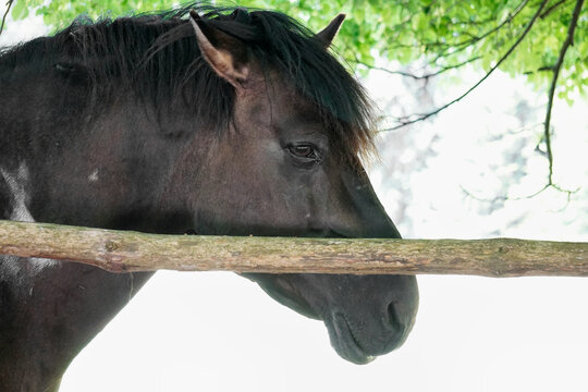 Polish Konik - brown pony - close-up on head