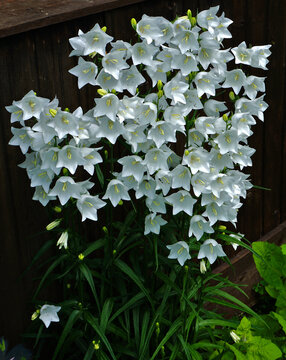 Pfirsichblättrige Glockenblume weiße Art, Campanula persicifolia alba;  peach-leaf bellflower white
