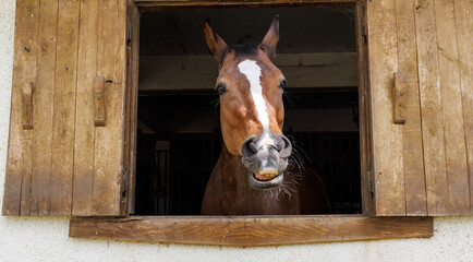 Horse with dark coat neighs and shows his teeth, sticking head out of window in stall in stable