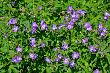 Obraz premium Wald-Storchschnabel; Geranium sylvaticum; Twood cranesbill; woodland geranium