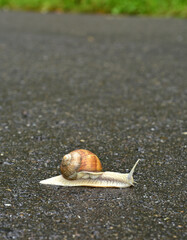 Weinbergschnecke; Helix pomatia; vineyard snail; überquert eine Strasse