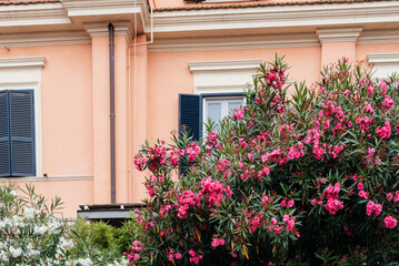Fototapeta na wymiar The pink oleander flowers bush in the garden