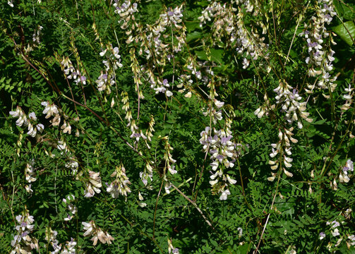 Wald-Wicke; Vicia sylvatica; wood vetch