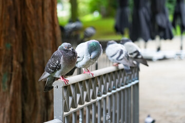 Wild urban street pigeon in the park. Gray doves close up