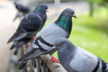 Beautiful urban pigeon in a group of gray doves in the park. Close up