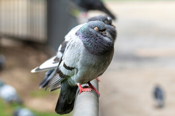 A group of sleepy ruffled city pigeon in the park