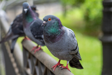 Wild urban street pigeon in the park. Gray dove close up