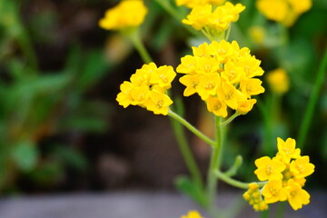 Smagliczka skalna żółte kwiaty na skalniak 