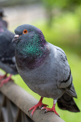 Wild urban street pigeon in the park. Gray dove close up. Vertical view