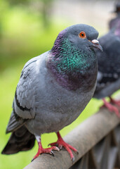 Portrait of an urban wild pigeon in the park against the background of green grass. Vertical view