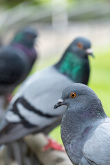Wild urban street pigeon in the park. Gray dove close up. Vertical view