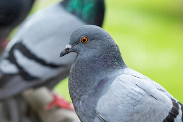 Close-up portrait of an urban wild pigeon in the park
